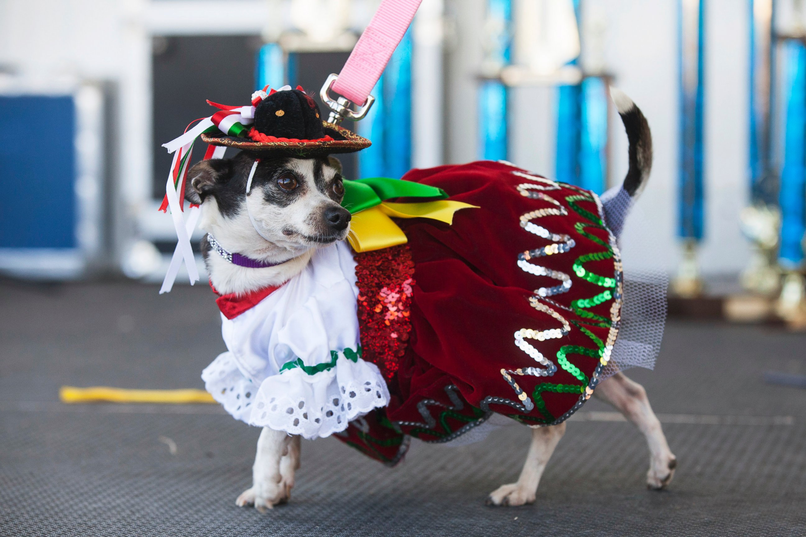 Puppy Power The Running of the Chihuahuas Photos Image 71 ABC News