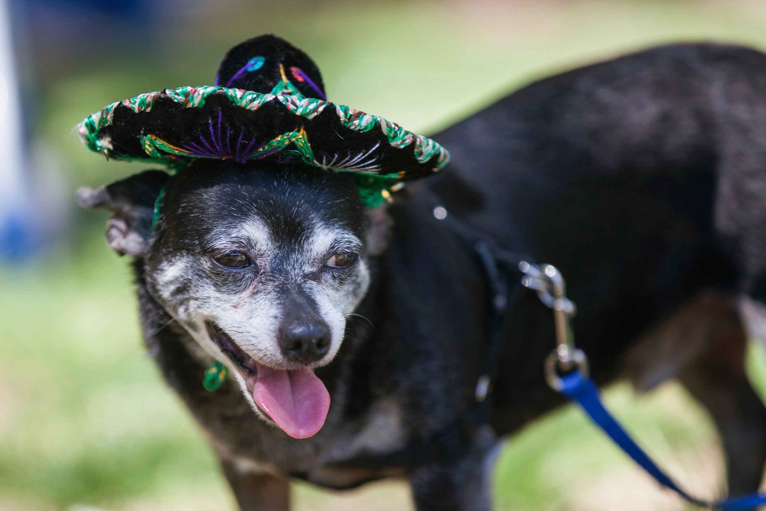 Puppy Power The Running of the Chihuahuas Photos Image 61 ABC News