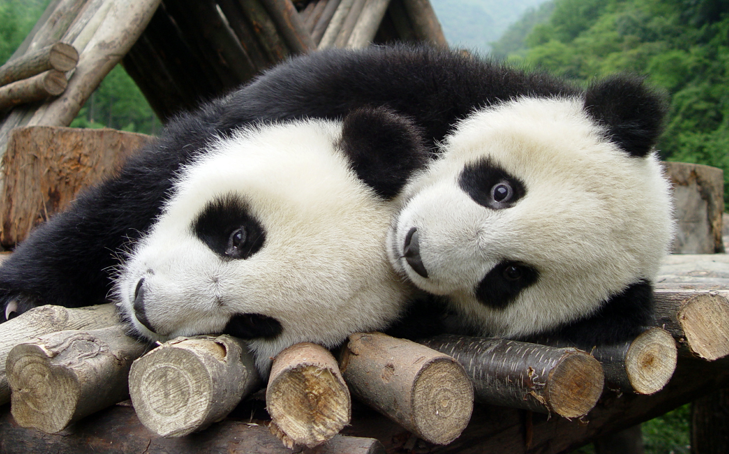 PHOTO: Two giant pandas play at China Giant Panda Protection and Research Centre in Wolong National Natural Reserve, southwest China's Sichuan province, in this May 14, 2005 file photo.