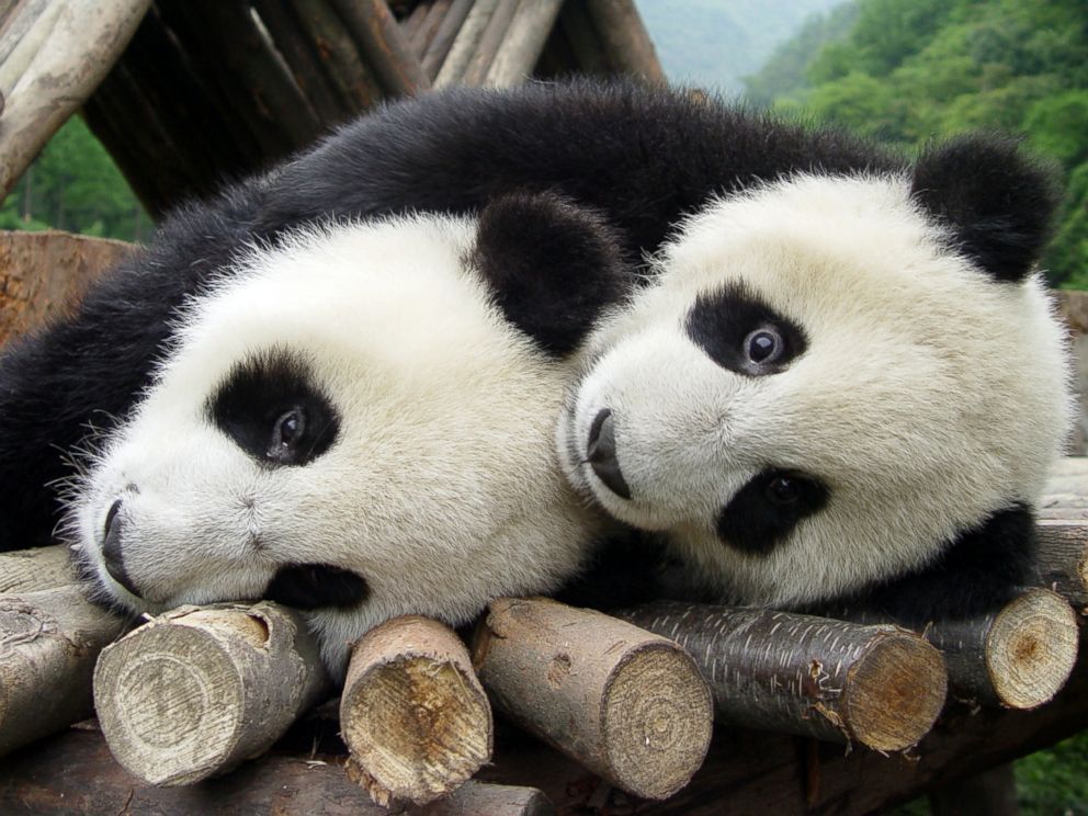 PHOTO: Two giant pandas play at China Giant Panda Protection and Research Centre in Wolong National Natural Reserve, southwest Chinas Sichuan province, in this May 14, 2005 file photo.