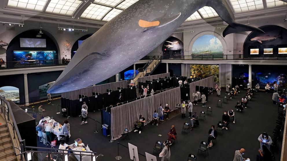 People rest in the observation area, at right, after receiving COVID-19 vaccinations under the 94-foot-long, 21,000-pound model of a blue whale, in the Milstein Family Hall of Ocean Life, at the American Museum of Natural History, in New York, Friday