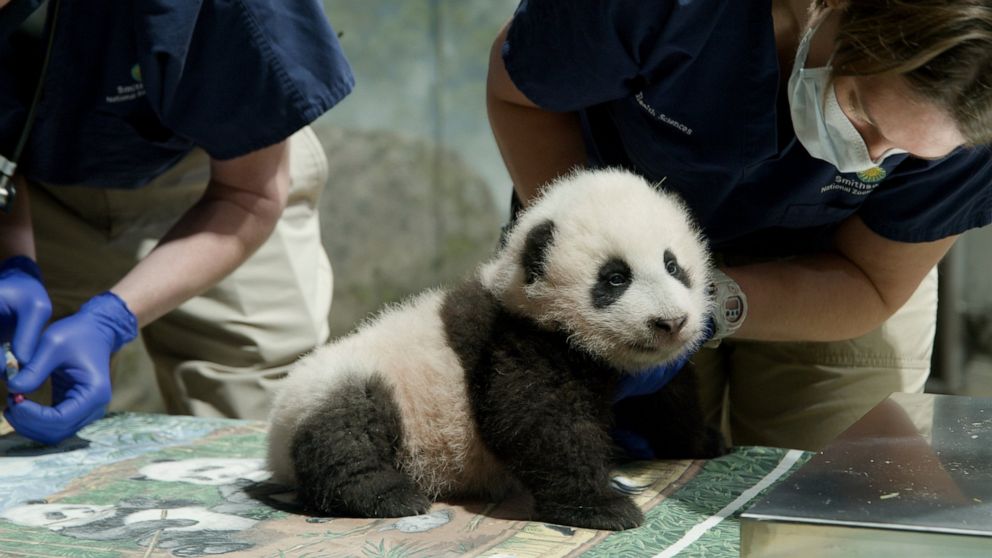 This handout photo released by the Smithsonian's National Zoo shows a panda cub named Xiao Qi Ji in Washington. The National Zoo has struck a new extension of its longstanding agreement with the Chinese government that will keep the zoo’s iconic gian