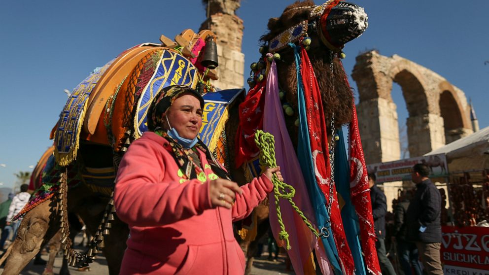 Wrestling camels, bearing elaborately decorated saddles, parade during a contest in Turkey's largest camel wrestling festival in the Aegean town of Selcuk, Turkey, Saturday, Jan. 15, 2022. Ahead of the games, on Saturday, camels were paraded in a bea