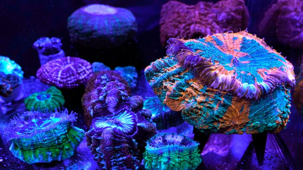A variety of fluorescent and fleshy solitary stony corals are on display at the Coral Morphologic lab, Wednesday, March 2, 2022, in Miami. Coral Morphologic was founded by marine biologist Colin Foord and musician J.D. McKay to raise awareness about 