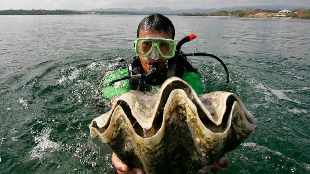 giant clam