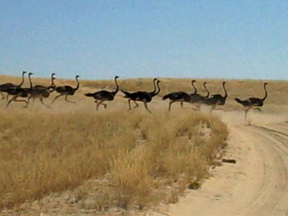 VIDEO: Quick Fix: Giant Bird Stampede