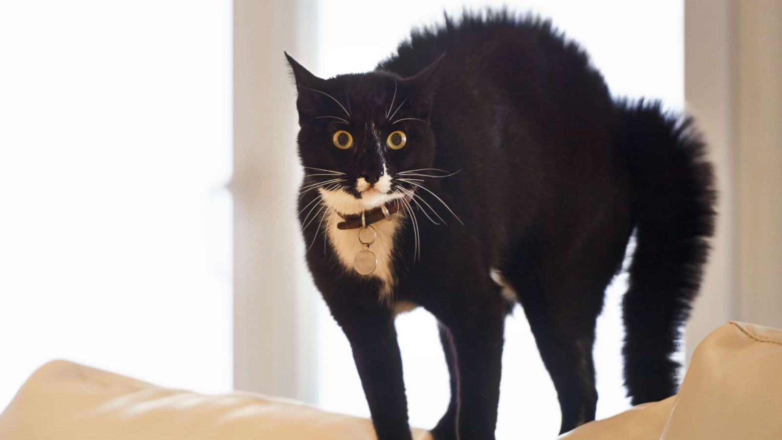 PHOTO: Black cat on sofa.