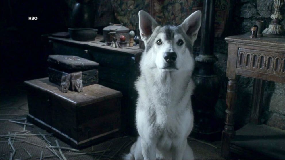 PHOTO: An image of a direwolf in a scene from the series "Game of Thrones."