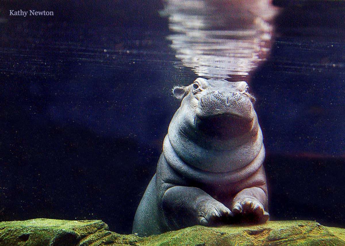 PHOTO: Fiona is pictured in this undated photo provided by Cincinnati Zoo and Botanical Garden.
