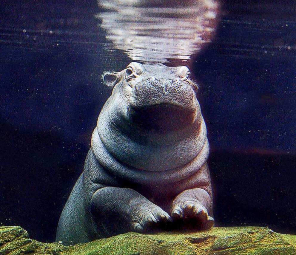 PHOTO: Fiona is pictured in this undated photo provided by Cincinnati Zoo and Botanical Garden.