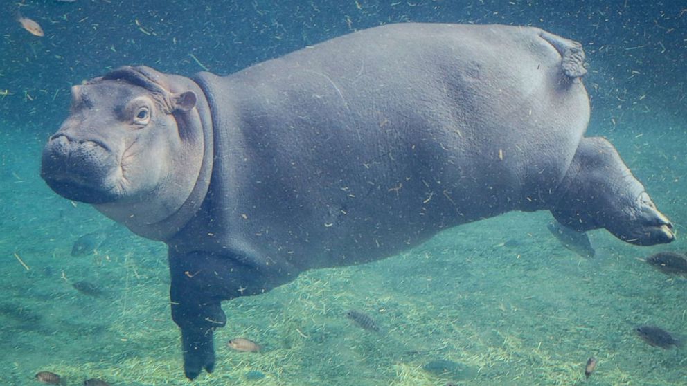plush fiona hippo