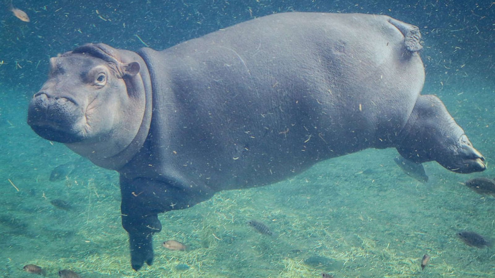 PHOTO: Fiona is pictured in this undated photo provided by Cincinnati Zoo and Botanical Garden.