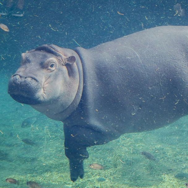 Fiona the Hippo is starring in her own adorable children's book - ABC News