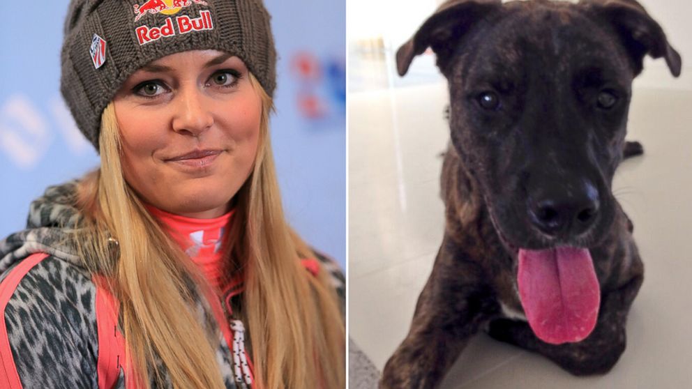 Lindsay Vonn, pictured left in this Nov. 8, 2013 file photo taken in Vail, Colo., has adopted a new dog, Leo, pictured right in this Jan. 8 2014 photo posted to Twitter. 