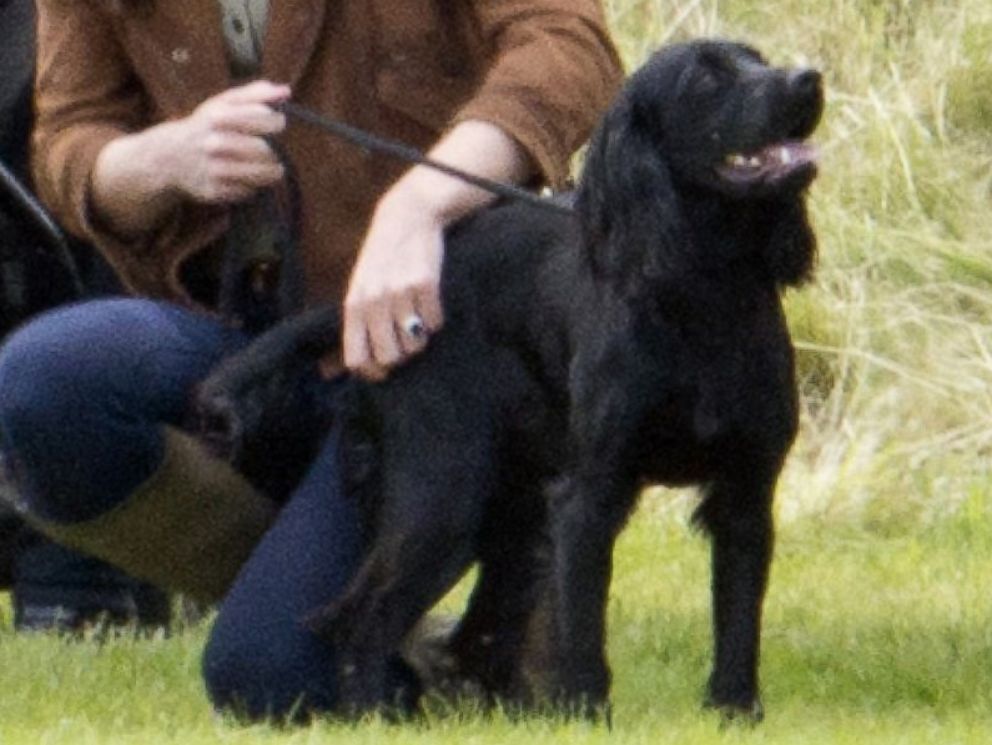 PHOTO: Catherine, Duchess Of Cambridge crouches with her dog Lupo during the Tusk Charity Polo Match at Beaufort Polo Club in Gloucestershire, England.