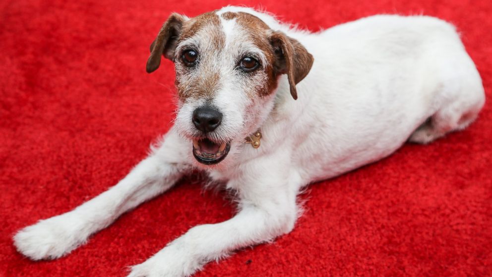 Actor dog Uggie attends an event at Abercrombie & Fitch, July 11, 2013, in Los Angeles. 