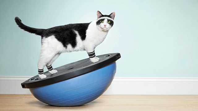 Cat 2025 exercise ball