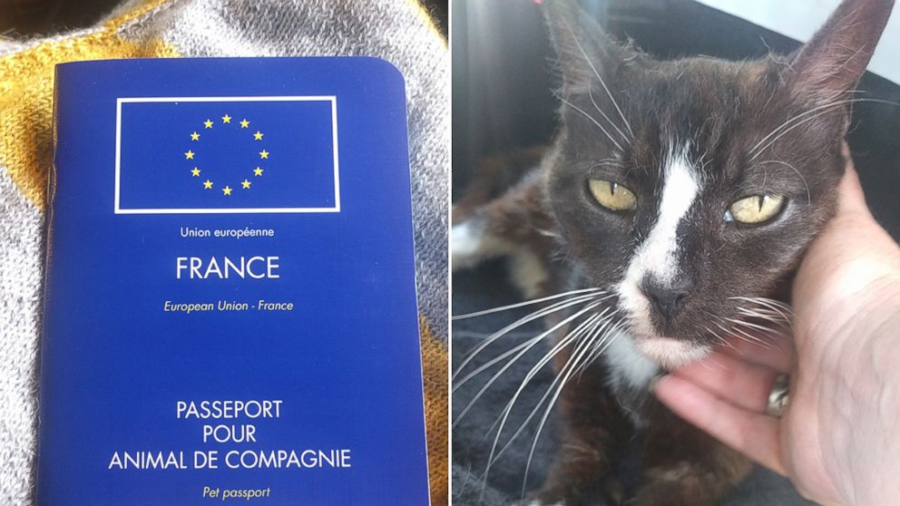 A London-based cat, known as Moon Unit, was found in Paris after being lost for eight years.
