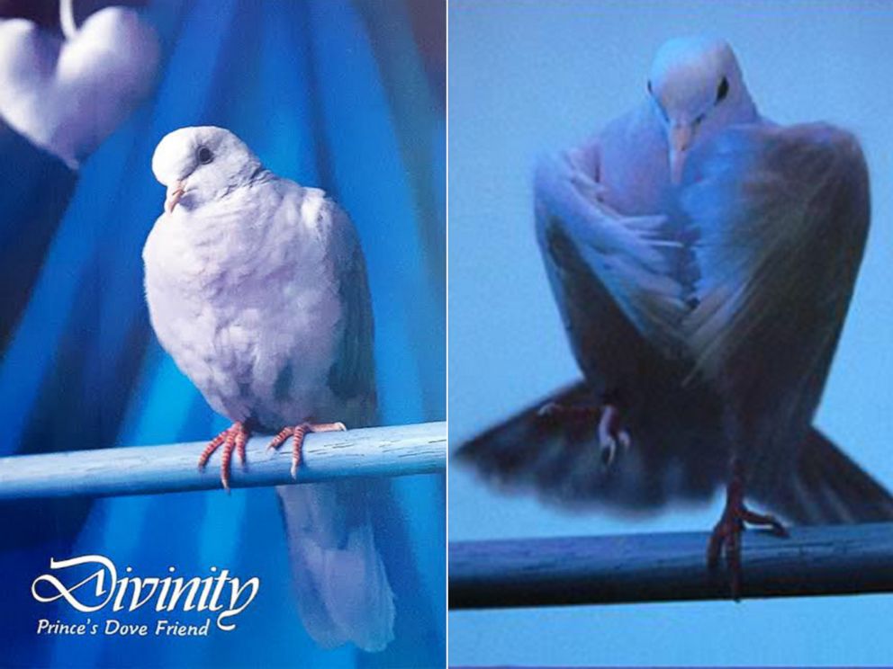 PHOTO: Photos of Prince's dove shot by Bundt for his Purple Rain Tour Book. 