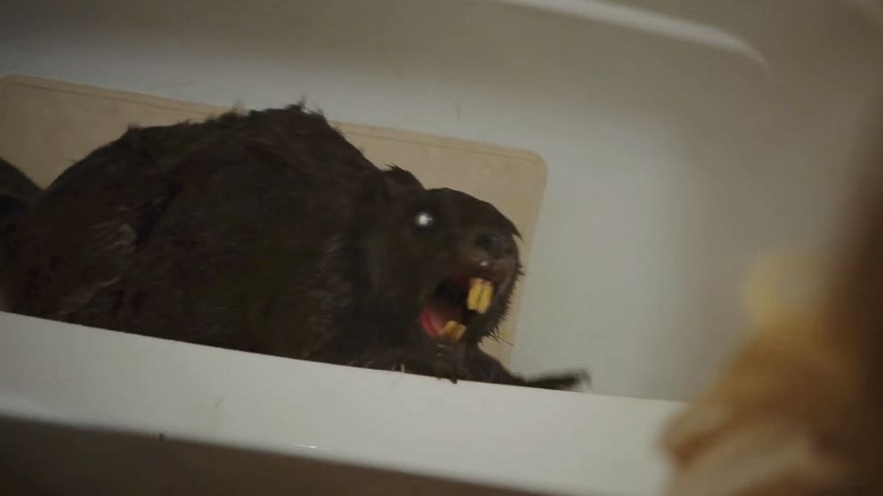 A scene from the trailer of the upcoming film, "Zombeavers".
