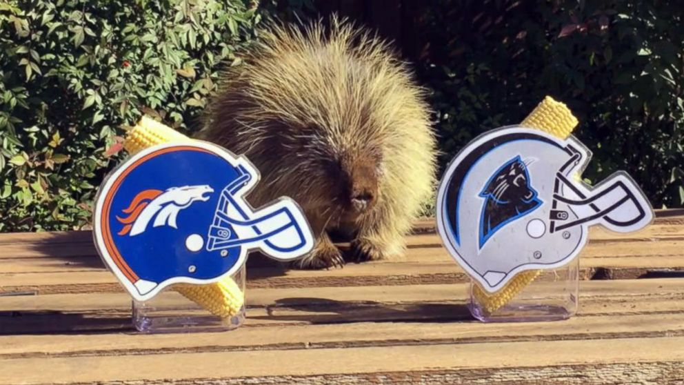 PHOTO: Teddy Bear the Porcupine has made his pick for the winner of this year's Super Bowl.
