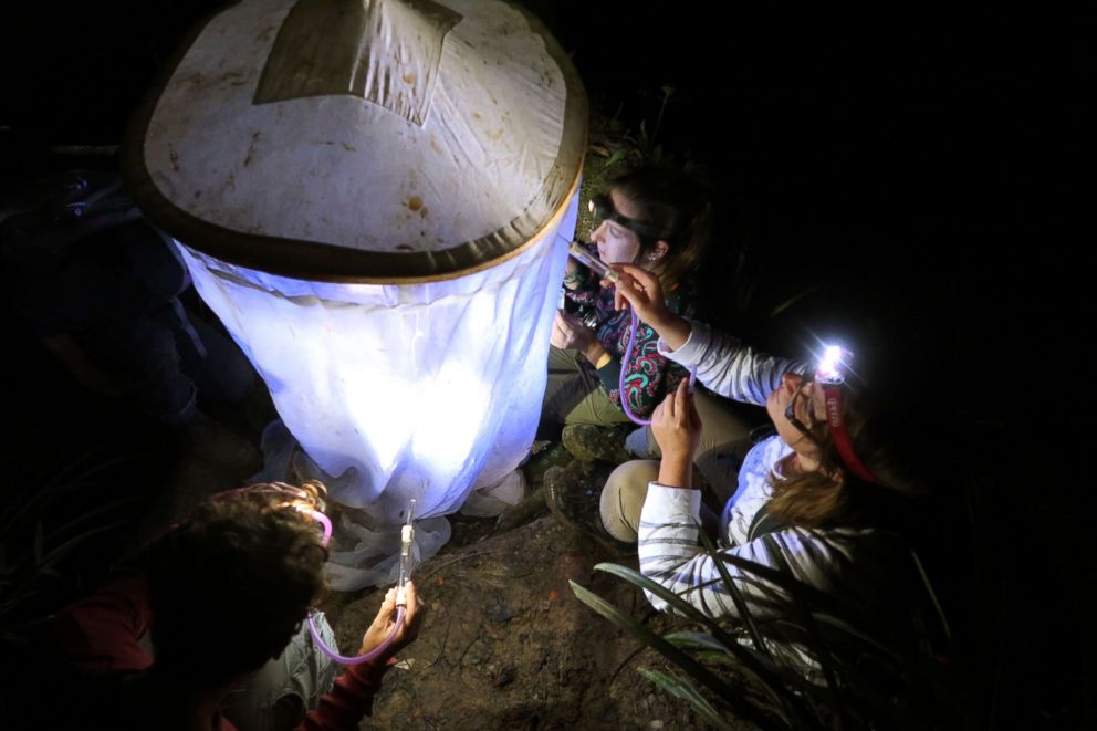 PHOTO: Taxon Expeditions discovered three new species of water beetles during a trip in late 2017.