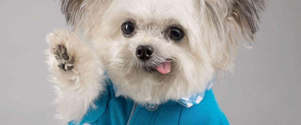 How Norbert, the adorable high-fiving therapy dog, became a social ...