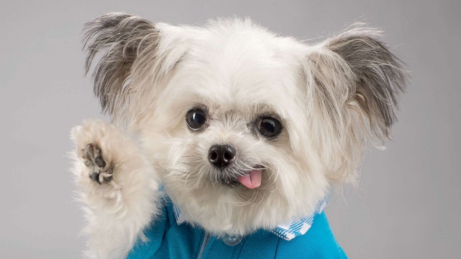 How Norbert The Adorable High Fiving Therapy Dog Became A Social Media Star Gma