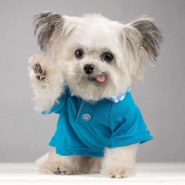 How Norbert, the adorable high-fiving therapy dog, became a social ...