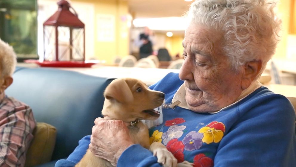 PHOTO: Adoptable puppies from North Shore Animal League America visit seniors at the Oyster Bay Senior Campus to raise the spirits of residents living with dementia and Alzheimer's.