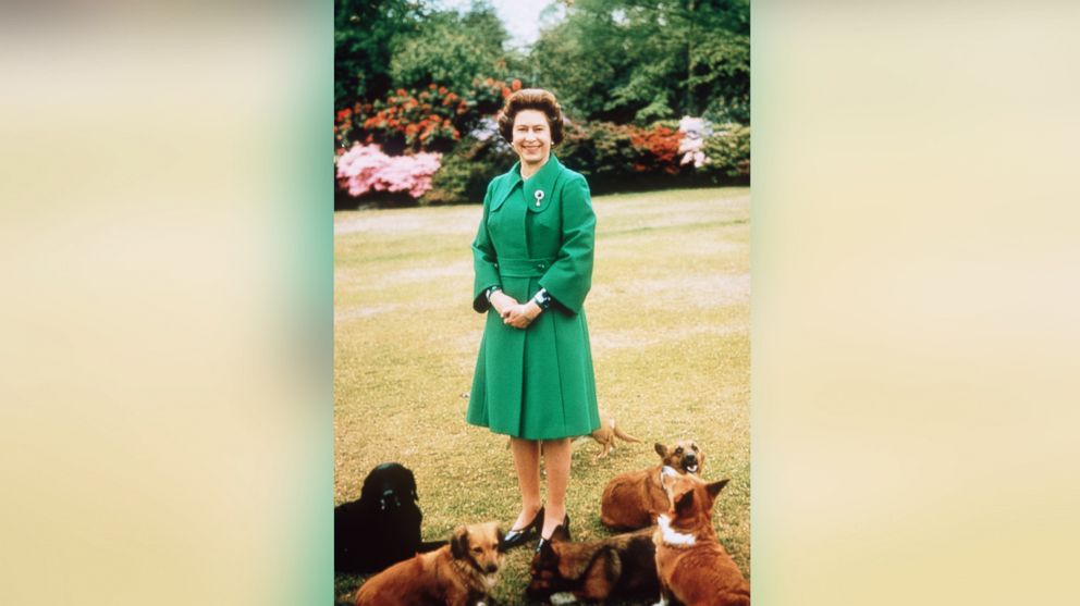 PHOTO: Queen Elizabeth II relaxes at Sandringham, Norfolk, England with her corgis in this undated file photo. 