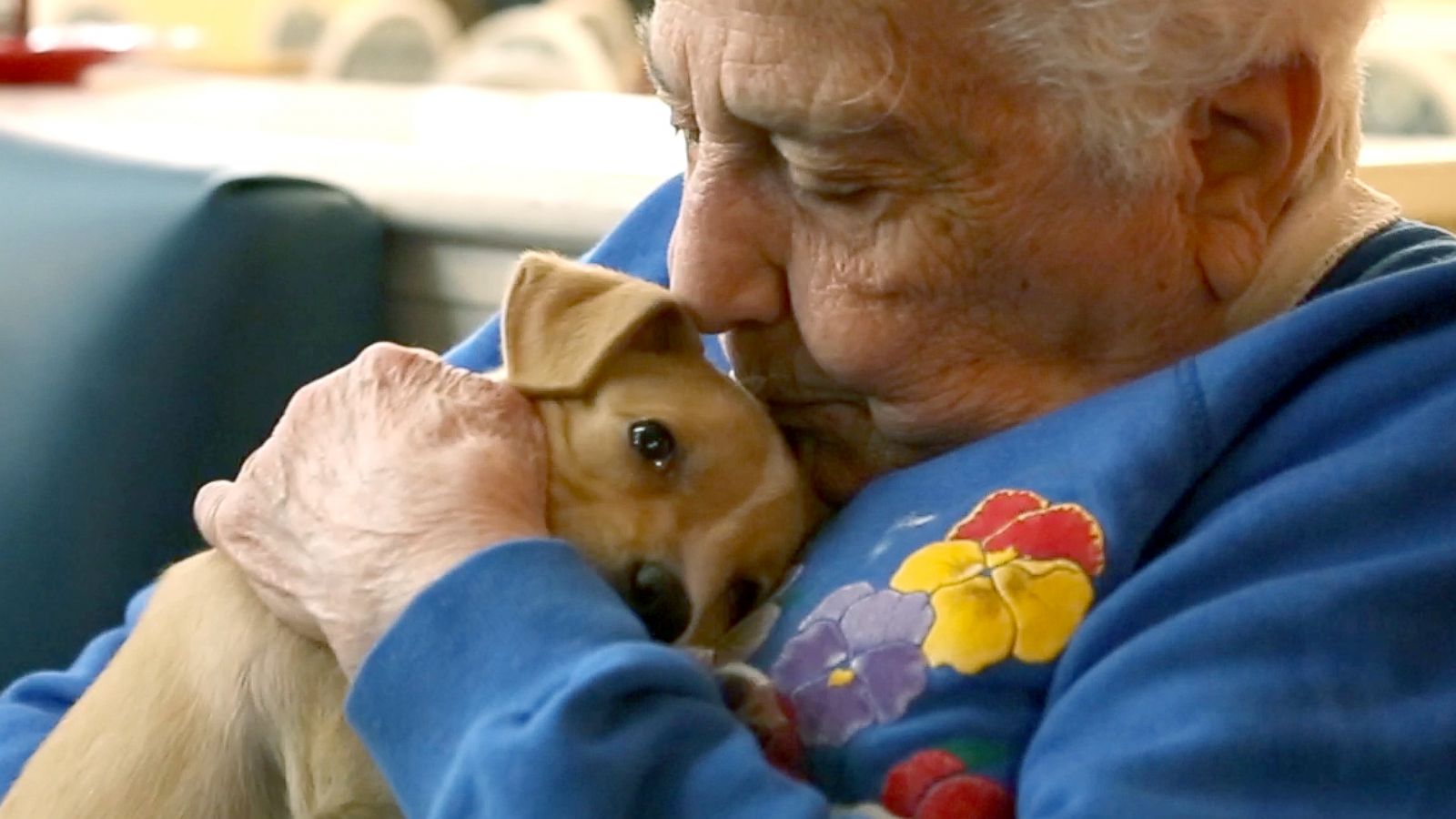 PHOTO: Adoptable puppies from North Shore Animal League America visit seniors at the Oyster Bay Senior Campus to raise the spirits of residents living with dementia and Alzheimer's.