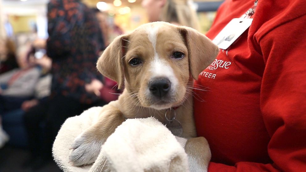 PHOTO: Adoptable puppies from North Shore Animal League America visit seniors at the Oyster Bay Senior Campus to raise the spirits of residents living with dementia and Alzheimer's.