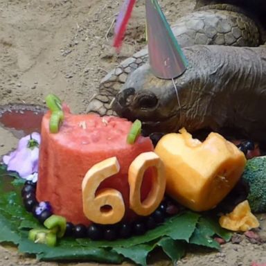 VIDEO: Tortoise munches on 60th birthday cake at Pennsylvania zoo.