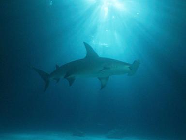 Massive makos, Queen Bosses and a baby angel shark on Discovery 'Shark Week,' where women shine