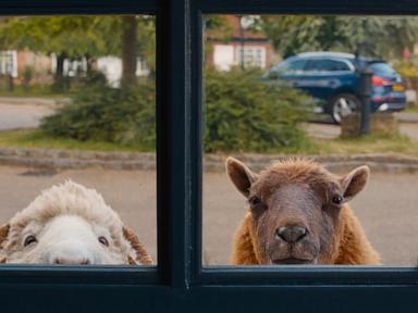 Why The Sheep Detectives is the Messiest Noir Satire in Years