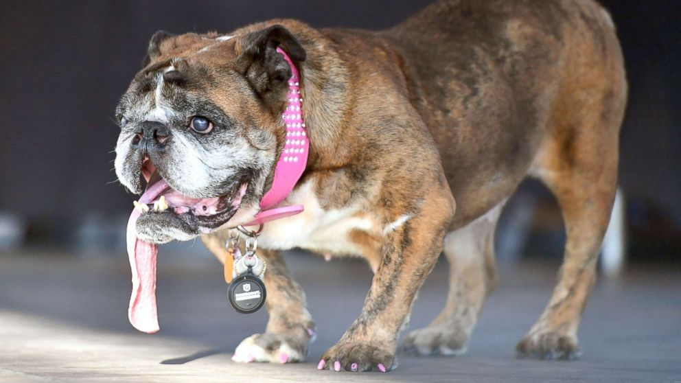 VIDEO: Zsa Zsa the English bulldog walked away with this year's prize.