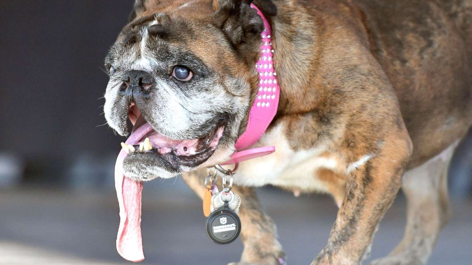 PHOTO: Zsa Zsa, an English Bulldog, stands on stage after winning The World's Ugliest Dog Competition in Petaluma, Calif., June 23, 2018.