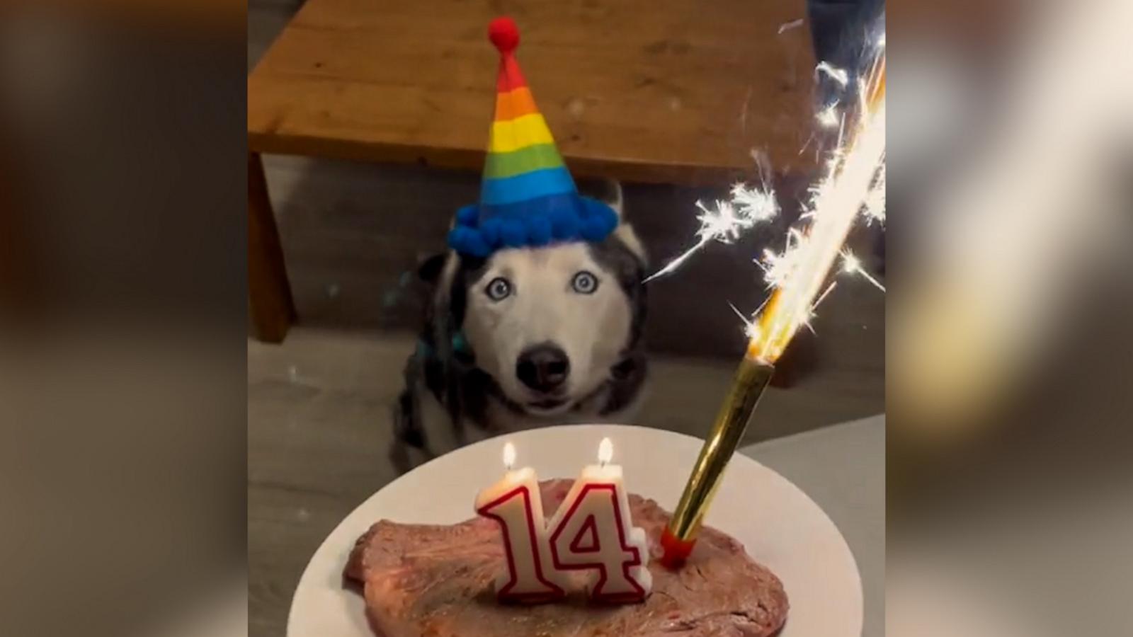 VIDEO: Woman gives her husky the best birthday celebration