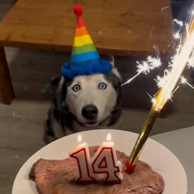 VIDEO: Woman gives her husky the best birthday celebration