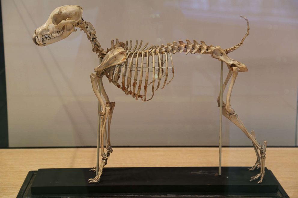 PHOTO: Ancient dog skeleton the Museum of the Dog deems their "mascot."