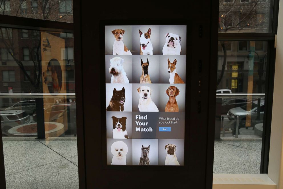 PHOTO: Interactive kiosk takes a picture of you then matches you to the breed of dog you look like most.