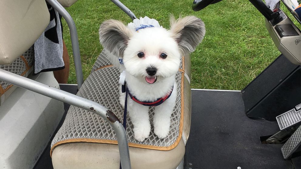 puppy with mickey mouse ears