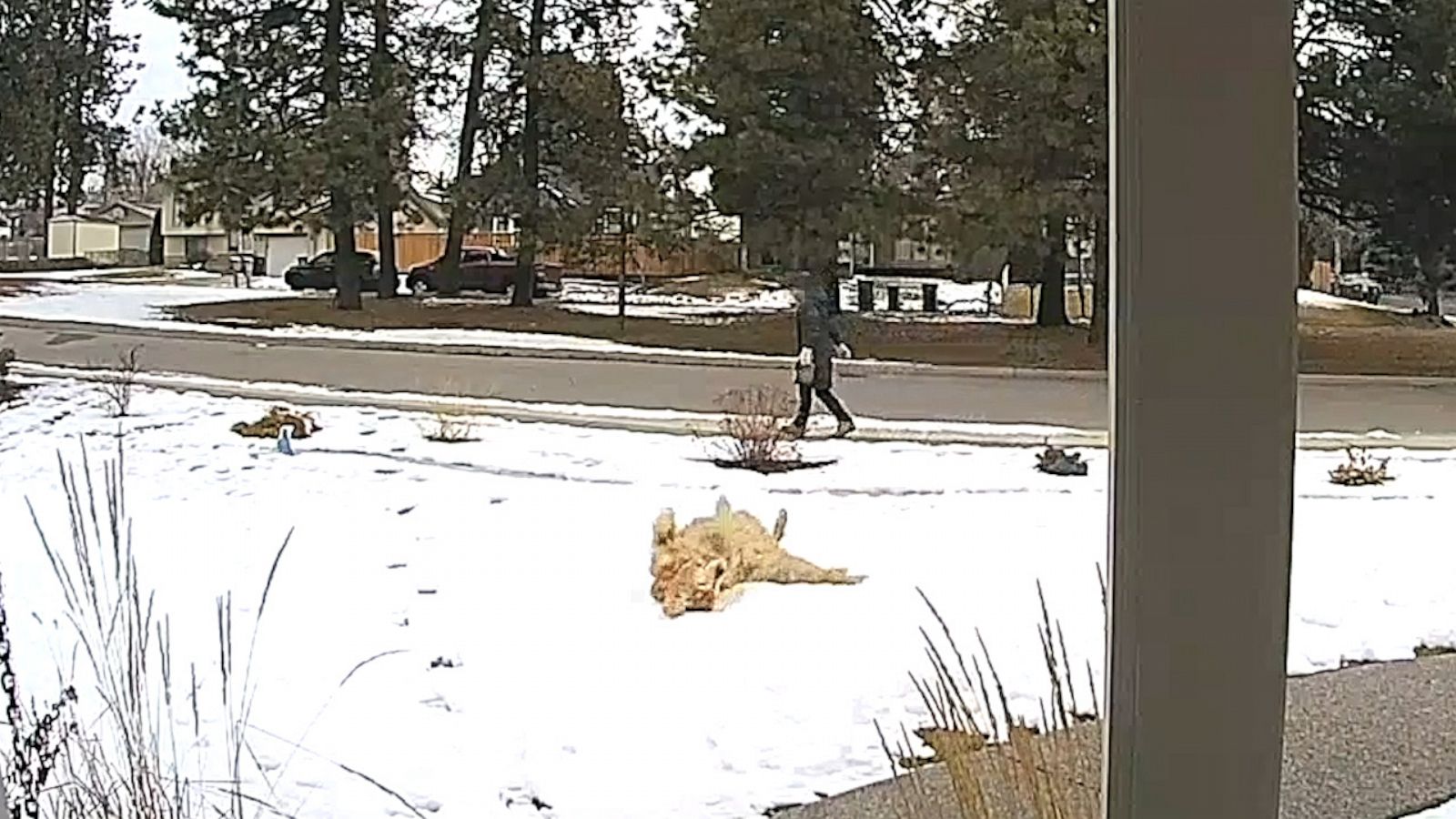 VIDEO: This pup loves making snow angels