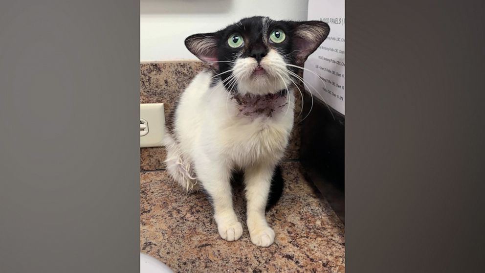 PHOTO: A injured kitten dubbed "Yoda cat" for its resemblance to Baby Yoda from the "Mandalorian."