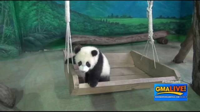 Video Cute Baby Panda Makes Its Debut In Taiwan Abc News