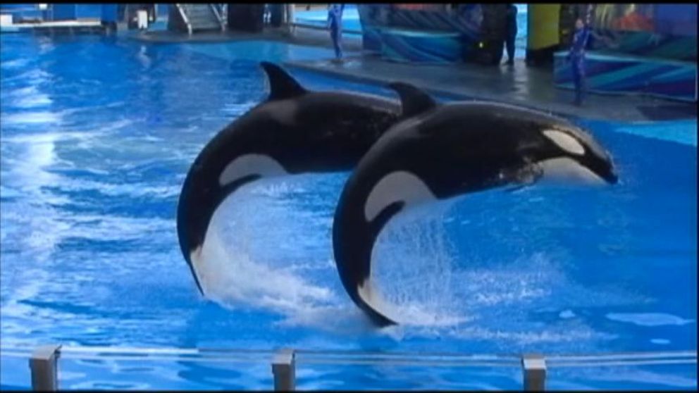 SeaWorld Orlando Reopens Shamu Show Video - ABC News