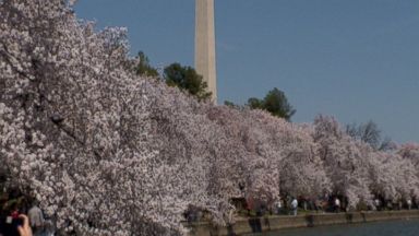 VIDEO: Complicated Roots: The Story Behind Washington's Iconic Cherry Blossom Trees