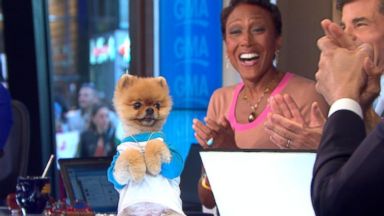 VIDEO: Jiff the Dog Takes Over the 'GMA' Desk