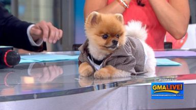 VIDEO: Jiff the Pomeranian Hangs Out on 'GMA Live'